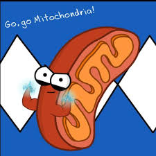 The mitochondrion, an organelle that helps produce energy for the cell, is only found in eukaryotes, organisms with relatively large, complex cells. Mr Mitochondria On Twitter Chloroplasts Only Provide Energy In Plant Cells I Believe In Equality And I Provide Energy For Plants Fungi And Animal Cells