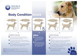 The complication with panacur's gra. Pet Weight Check Association For Pet Obesity Prevention