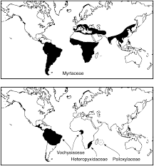 Image result for Heteropyxidaceae
