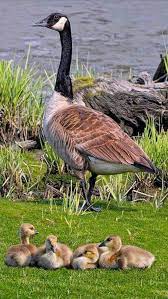 Momma Has Her Eye On The Photographer Watching Over Her Babies Pet Birds Wild Birds Animals Beautiful