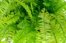 You can help your boston fern flourish inside or outside of your home with just a little bit of knowledge and some tlc. How To Overwinter Boston Ferns