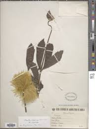 Image result for Clematis uhehensis