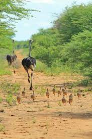 devekusu ailesi nature animals animal photography animals beautiful