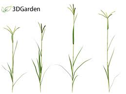 Image result for Dactyloctenium aegyptium