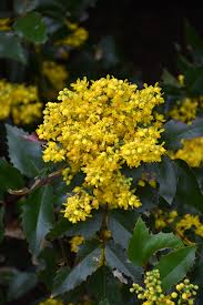 Image result for Macledium plantaginifolium
