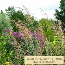 Image result for Sorghastrum