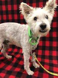 Westie puppies for sale, registered. Sheldon West Highland White Terrier Westie Senior Adoption Rescue For Sale In Symmes Township Ohio Classified Americanlisted Com