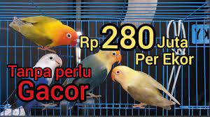 Penampakan Lovebird Dun Fallow Seharga Innova Tanpa Harus Gacor Youtube