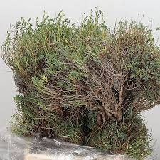 Image result for Euphorbia espinosa