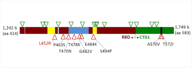 Click to read more about l452r on trialsitenews.com. L452r Mutation Potentially Favors Adaptive Evolution Of Sars Cov 2