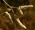 Image result for Pandiaka rubrolutea