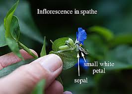 Image result for Commelina aspera