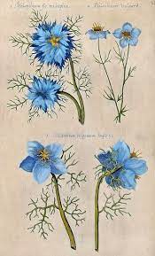 Emanuel Sweert Melanthium 1612 Flower Illustration Flower Art Vintage Botanical Prints