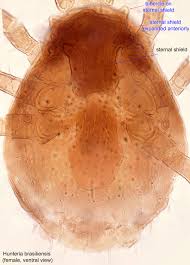 Image result for Hunteria