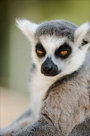 King Julian Animals Wild Lemur Koala Bear