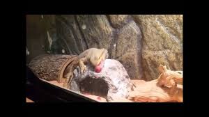 In addition to insects and raw produce, bearded dragons can also eat some edible plants including carnation petals, clover, geranium flowers, maple leaves, and rose petals. Red Bearded Dragon Klauth Eats Prickly Pear Mustard Greens And Red Peppers Youtube