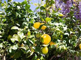 Lemon trees are the full package. How To Grow Eureka Lemon Trees