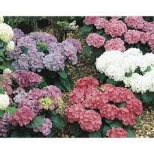 Shop 1 5 Gallon Mixed Hydrangea Flowering Shrub L6357 At Lowes Com Flowering Shrubs Flower Landscape Potted Trees