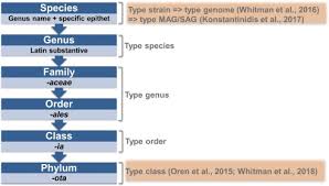 If you describe someone as uncultured , you are critical of them because they do not seem. The Importance Of Designating Type Material For Uncultured Taxa Sciencedirect