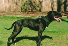 This opens in a new window. American Pit Bull Terrier Color Chart American Dog Breeders Assoc