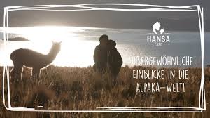 Versandt und verkauft von felloase. Baby Alpaka Wolle Oeko Tex 100 Geprufte Alpakawolle Hansa Farm