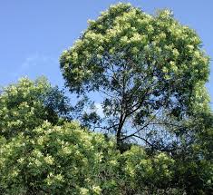 Image result for Acacia mearnsii