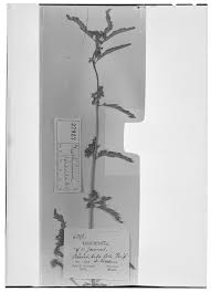 Image result for Aeschynomene nyassana