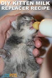 Kitten Milk Replacer Recipe For Orphaned Kittens Other People S Pets Feeding Kittens Newborn Kittens Pregnant Cat