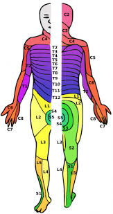 Mar 21, 2021 · librivox about. Spinal Cord Injury Wikem
