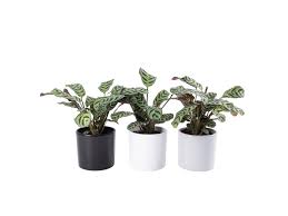 Image result for Ktenante Ctenanthe