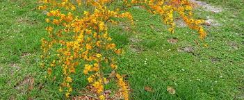 Image result for Brya