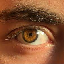 Or perhaps they are unaware that amber eyes exist because they are extremely rare. Light Brown Amber Eye In The Sun It Looks Like Another Planet Eyes