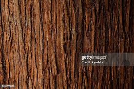 Image result for tree bark