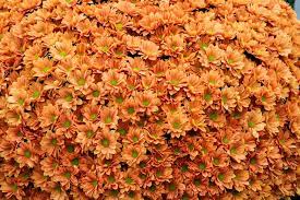 On a slow morning when you can't seem to get up and the peanut cactus flowers easily indoors if kept in the right conditions and does not require a lot of care. Top Orange Annual Flowers For Your Garden Hgtv
