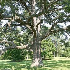 Bur Oak Tree On The Tree Guide At Arborday Org