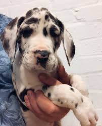 I'm the breeder behind tw great danes located in zanesville, oh. Great Dane Puppies For Sale Near Me Home Facebook