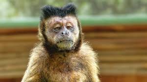 Suchen sie nach kaufangebote sowie eigentumswohnungen in münchen. Affe Als Haustier Halten Warum Das Tierqualerei Ist Utopia De
