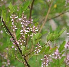Image result for Indigofera ischnoclada