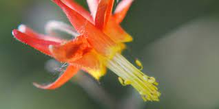 Crimson Columbine Western Columbine Golden Gate National Parks Conservancy