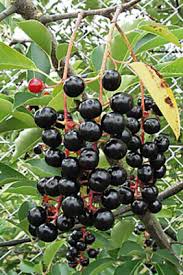Image result for Prunus serotina
