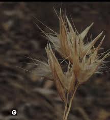 Image result for Eragrostis caespitosa