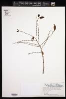 Image result for Phyllanthus boehmii