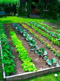It is important to use them. Backyard Vegetable Garden Design Plans Delightful Cool Backyard Ideas Delightful Backyard Drainage System Industrial Style Zen Of Zada