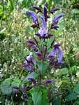 Image result for Dicliptera swynnertonii