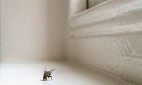 Discreet bed bug and pest removal (columbus, ohio. Pest Control Treatments Discreet Pest Control Groupon