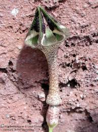 Image result for Ceropegia nilotica