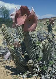 Image result for Telosma africana