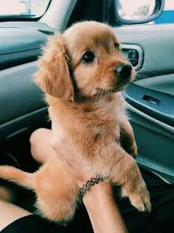 Banfield pet hospital suggests that most dogs need a cleaning about once per month, give or take depending on other health or lifestyle factors. Ask A Vet How Often Should I Clean My Dog S Ears Animal Kingdom Amino
