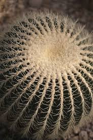 Check out inspiring examples of cactus_person artwork on deviantart, and get inspired by our community of talented artists. 8 Plants With Nicknames That Make Us Laugh Plants Funny Nicknames Outdoor Gardens