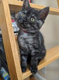 Petharbor Com Animal Shelter Adopt A Pet Dogs Cats Puppies Kittens Humane Society Spca Lost Found Animal Shelter Humane Society Kittens